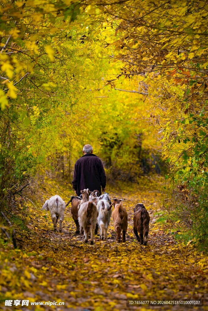 老人秋日林间与狗漫步