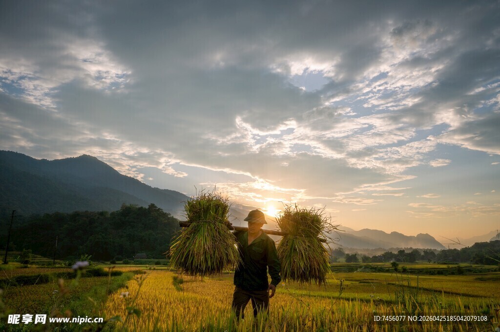 夕阳下田野中的孤独身影