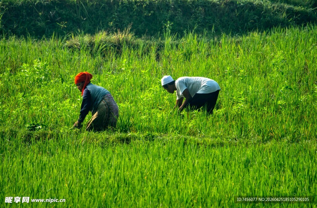 田间劳作的两位农民