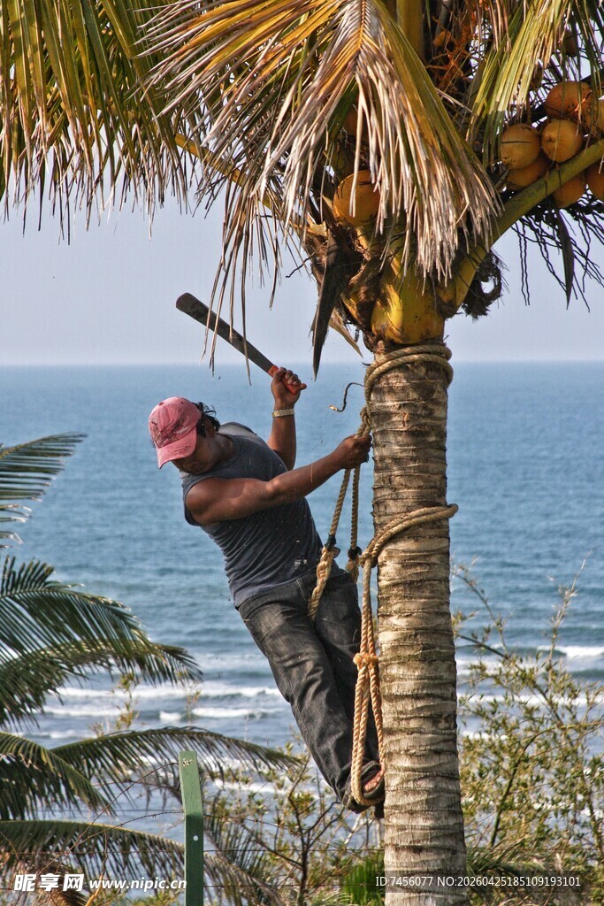 男子攀爬椰子树采摘椰子