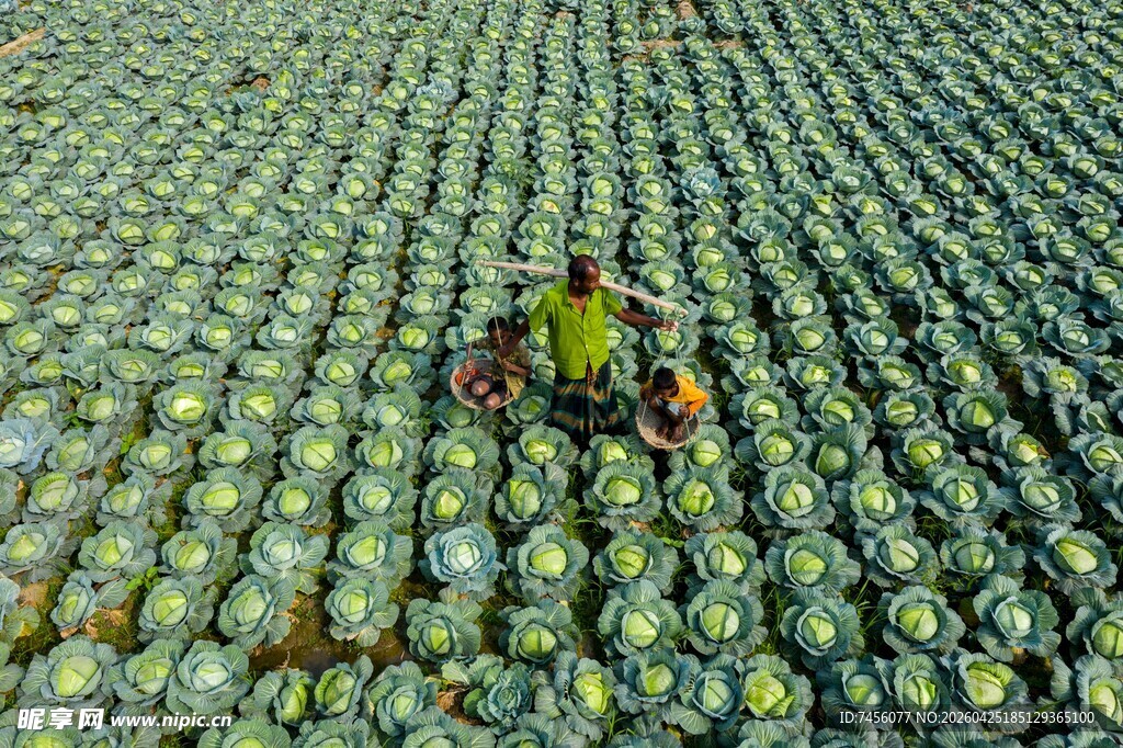 农田劳作的辛勤农民