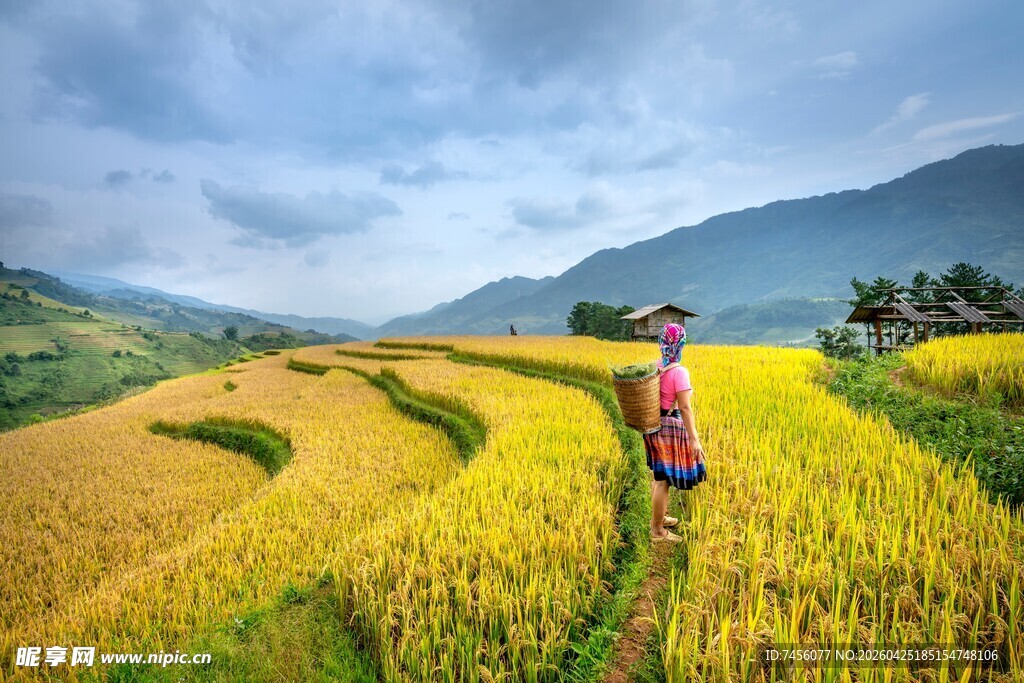 稻田中的独行者