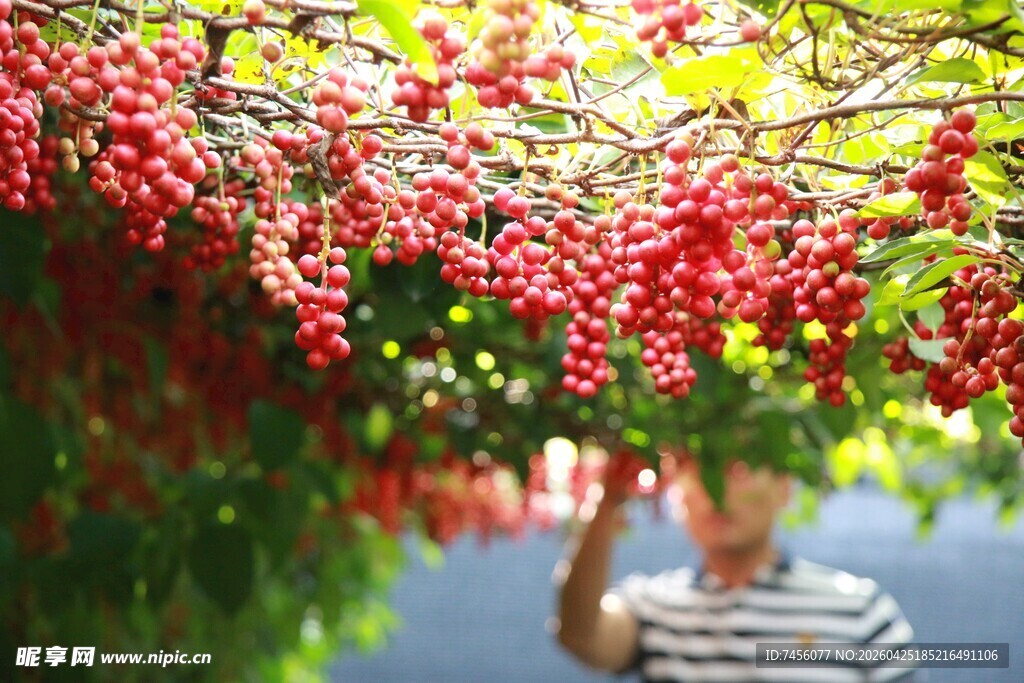 男子赏繁茂红果景观