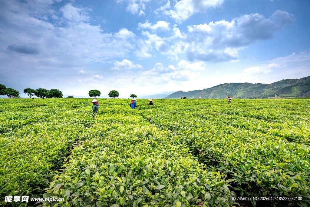 翠绿茶园中的劳作景象