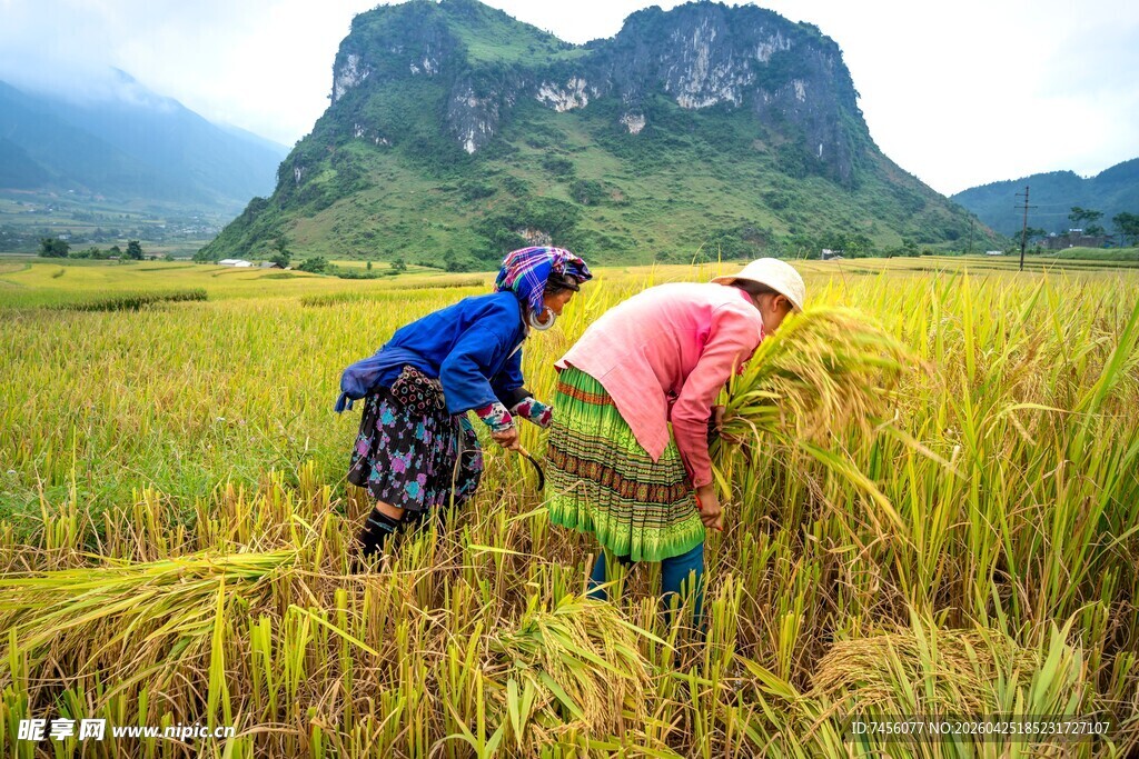 农民田间辛勤收割稻谷