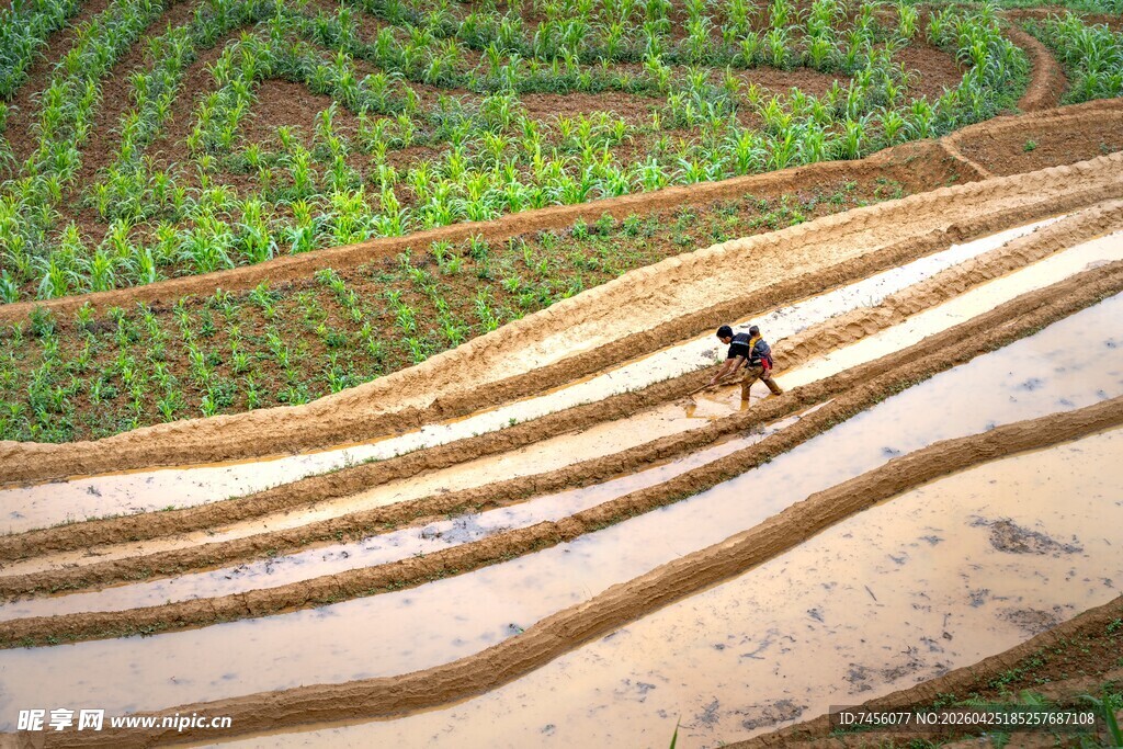 稻田中劳作的孤独身影