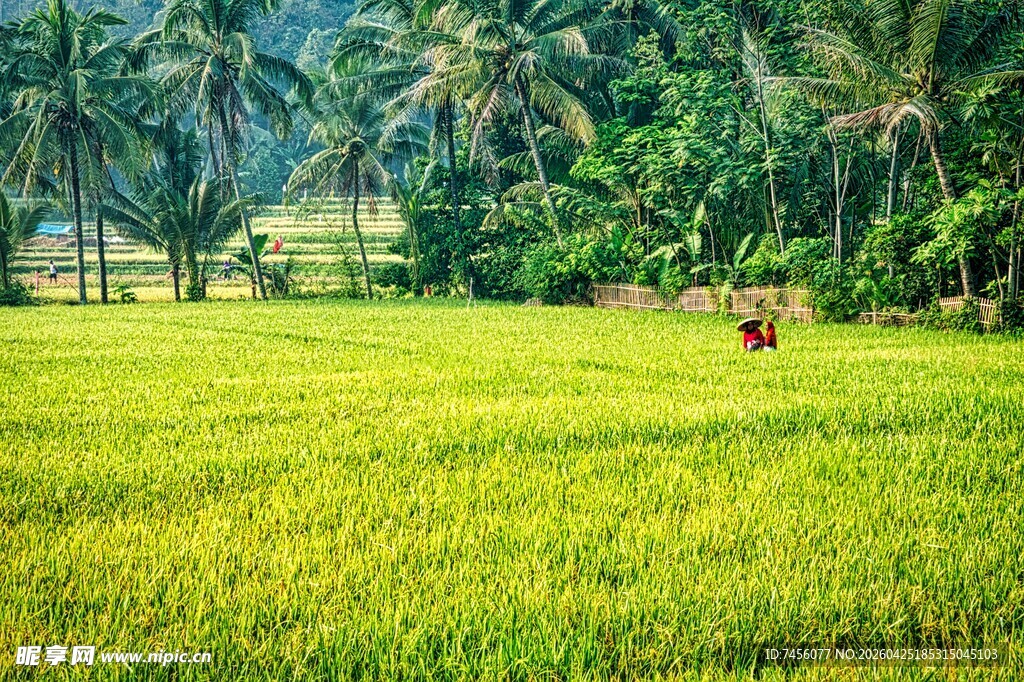 翠绿稻田间的田园风光