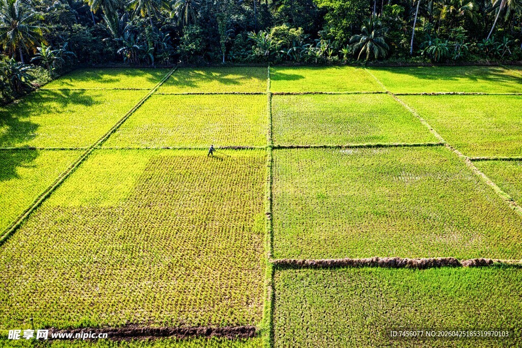 航拍翠绿规整的稻田景观