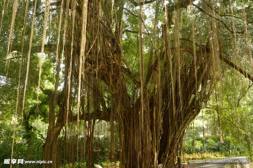 古老榕树垂下繁茂气根