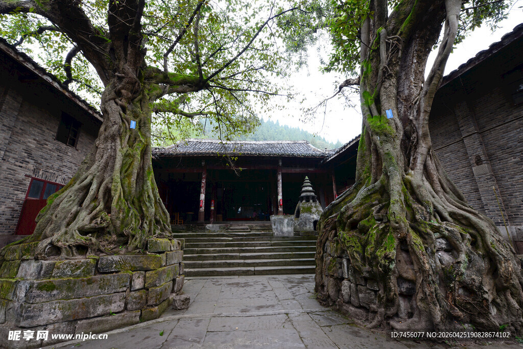古树下的传统建筑庭院