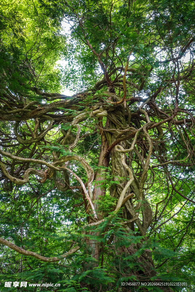 繁茂缠绕的古老藤树