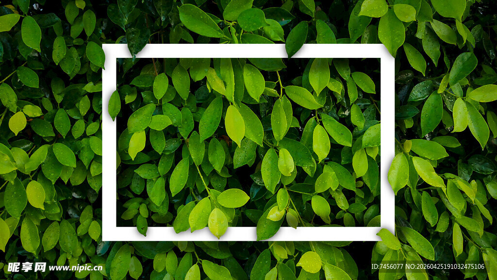 绿叶中的白色方框构图