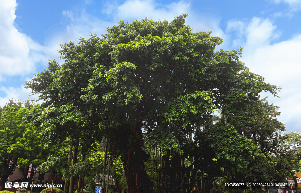 茂盛绿树蓝天白云景象