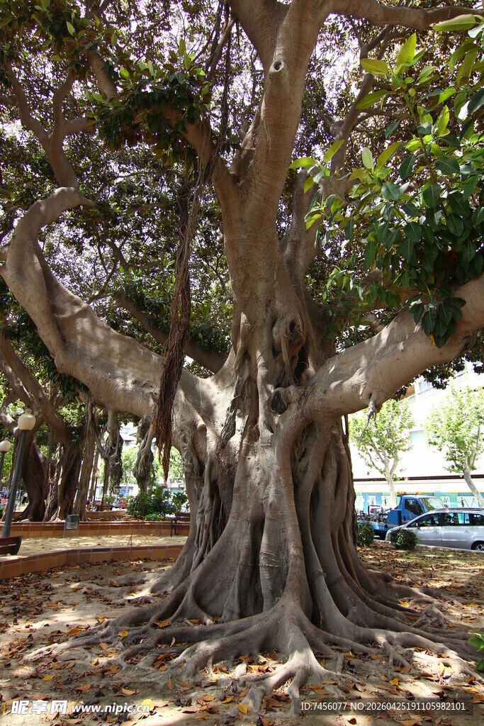 古老盘根错节的壮观大树