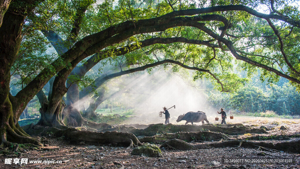 古树下的乡村生活场景