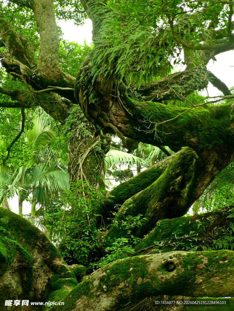 古老繁茂的苔藓覆盖大树