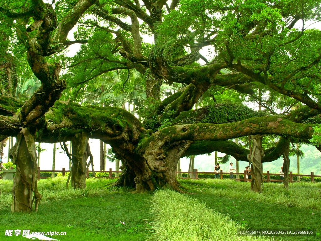 古榕树绿意盎然的自然奇观