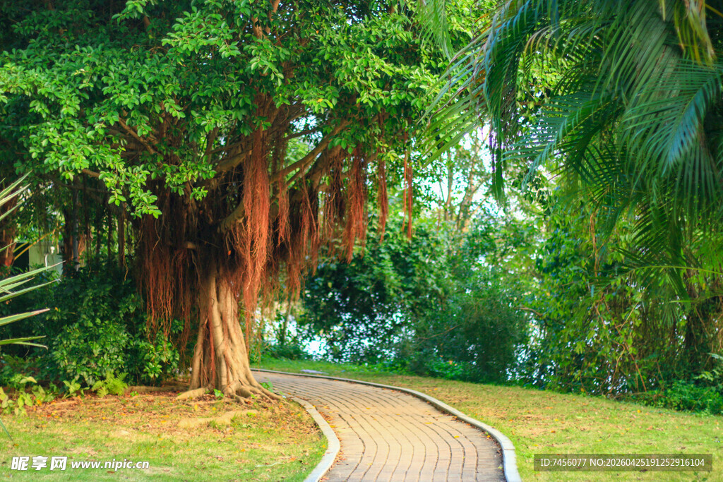 林间小径绿意盎然的风景