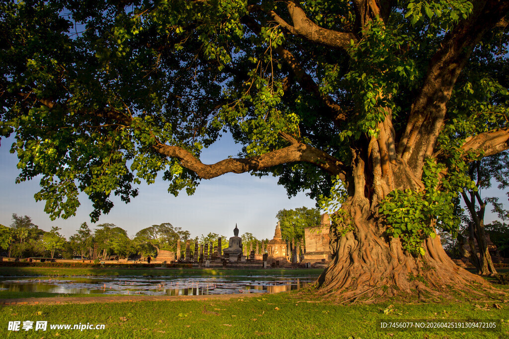 古老大树下的静谧风景