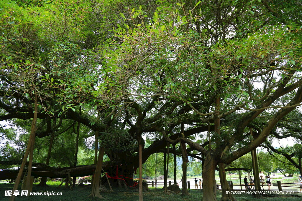 巨大繁茂的古榕树