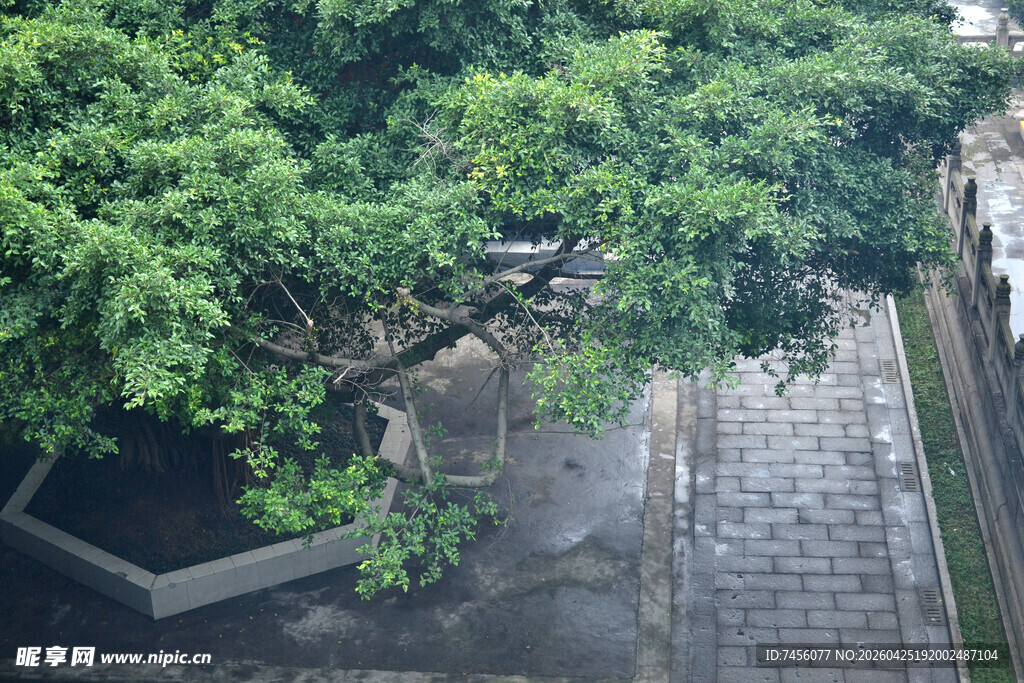 庭院绿树环绕石板小径