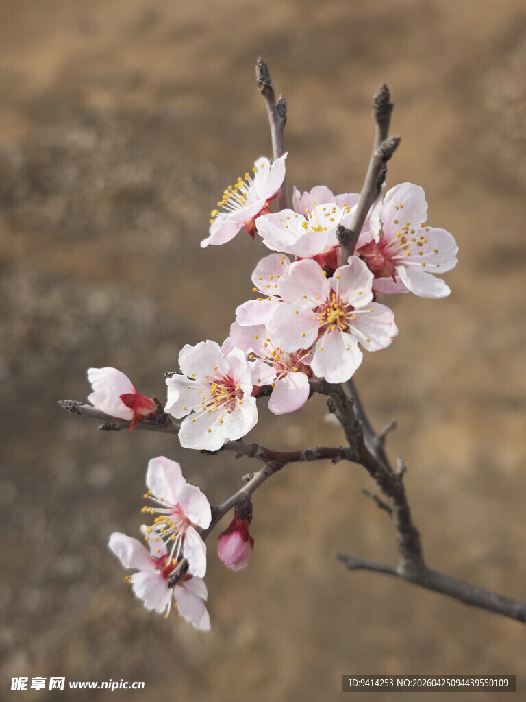 枝头绽放的粉嫩杏花