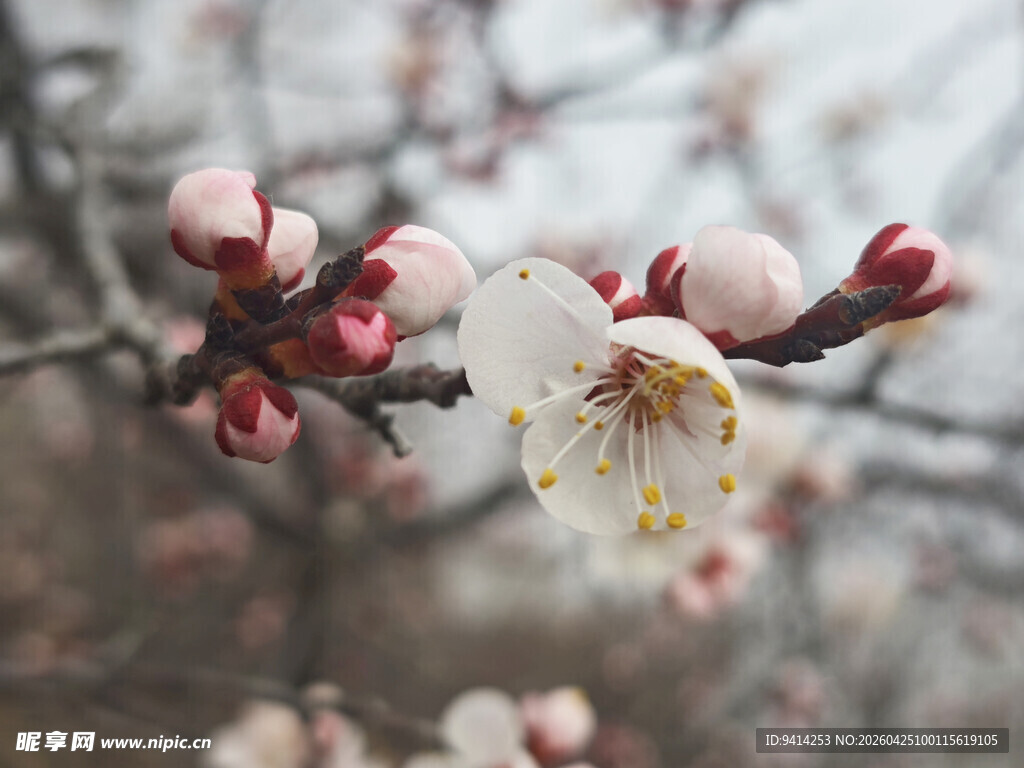 娇艳杏花