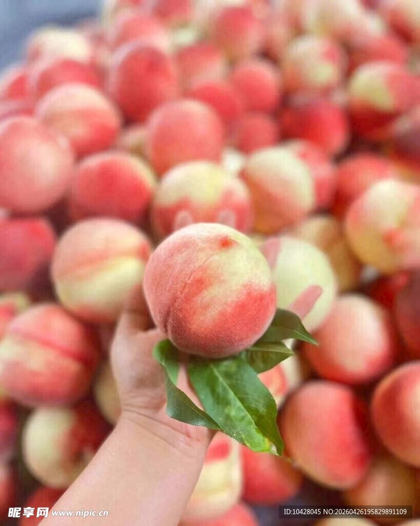 手捧鲜嫩多汁大桃子