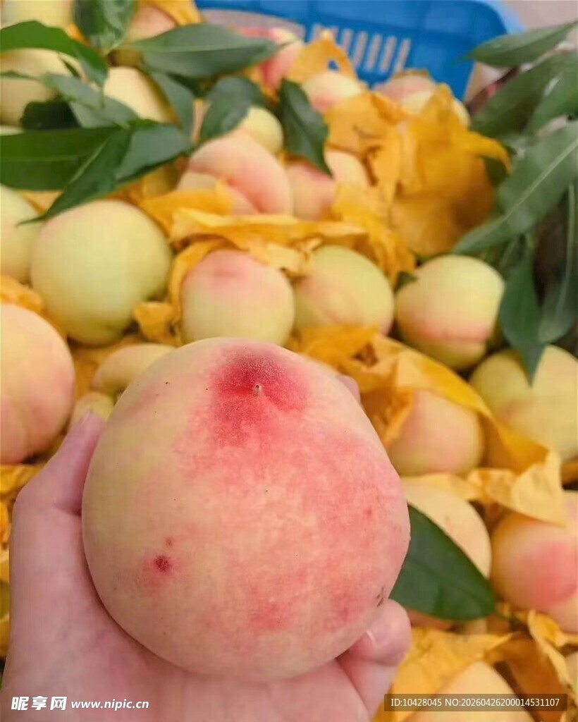 手捧鲜嫩多汁的水蜜桃