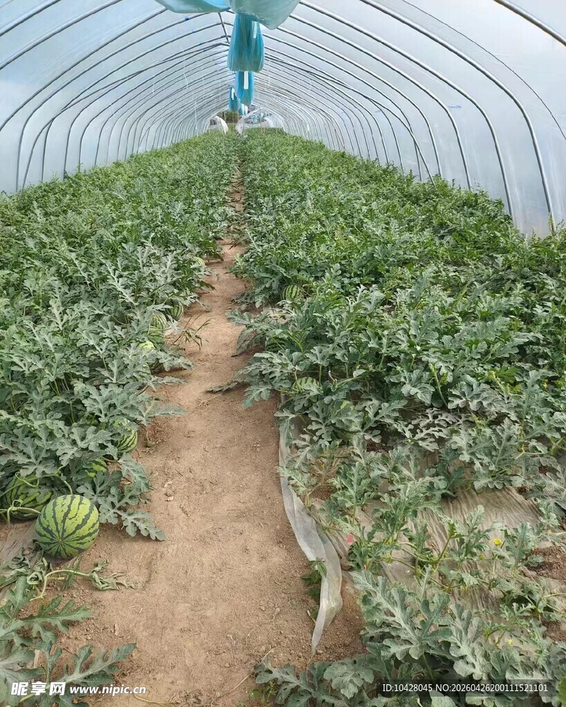 新鲜采摘的麒麟西瓜