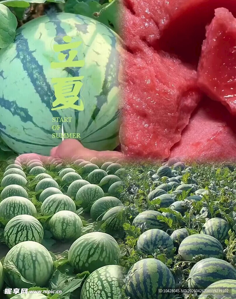 新鲜采摘的麒麟西瓜