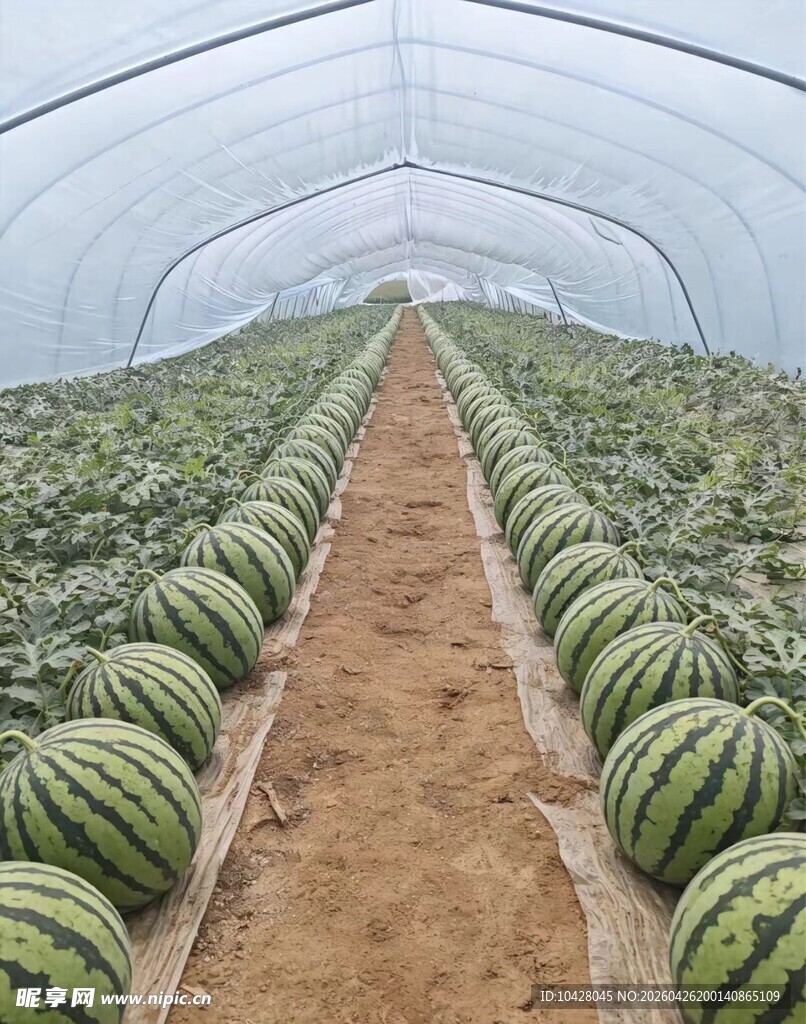 新鲜采摘的麒麟西瓜