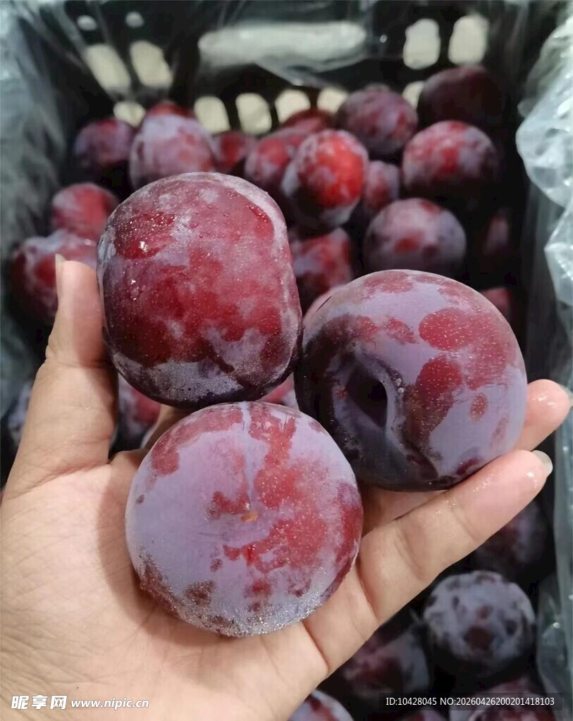 手捧新鲜饱满的紫红色李子