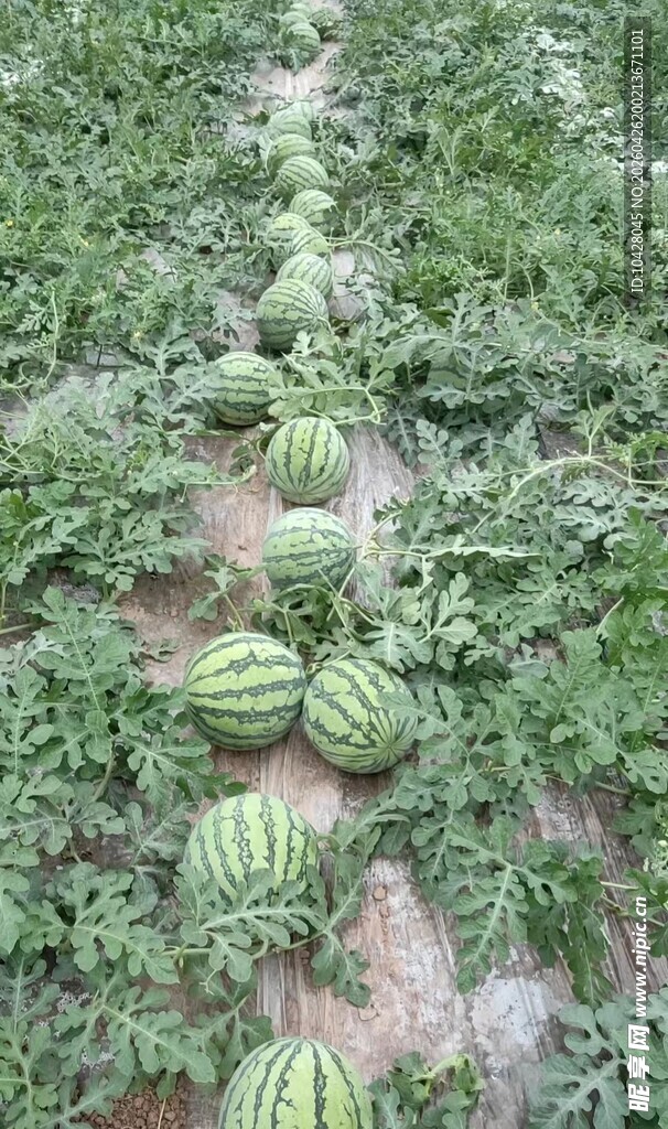 新鲜采摘的麒麟西瓜