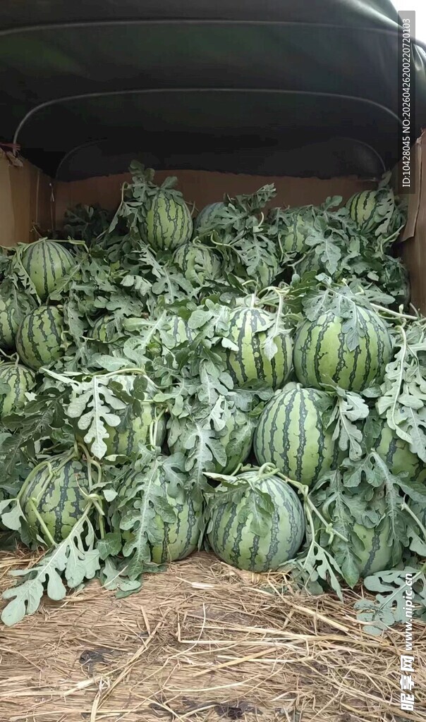新鲜采摘的麒麟西瓜
