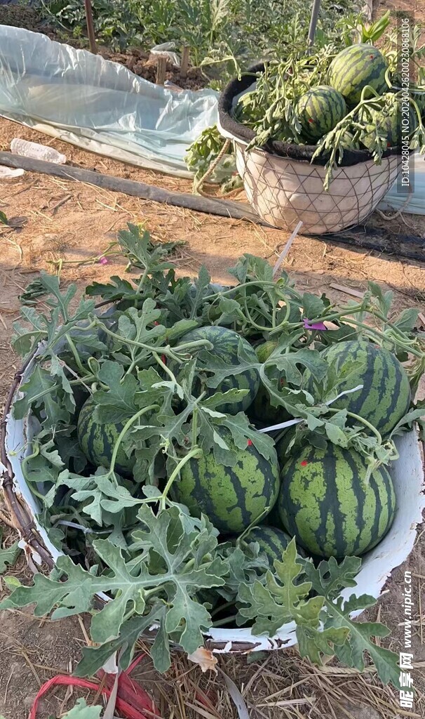新鲜采摘的麒麟西瓜
