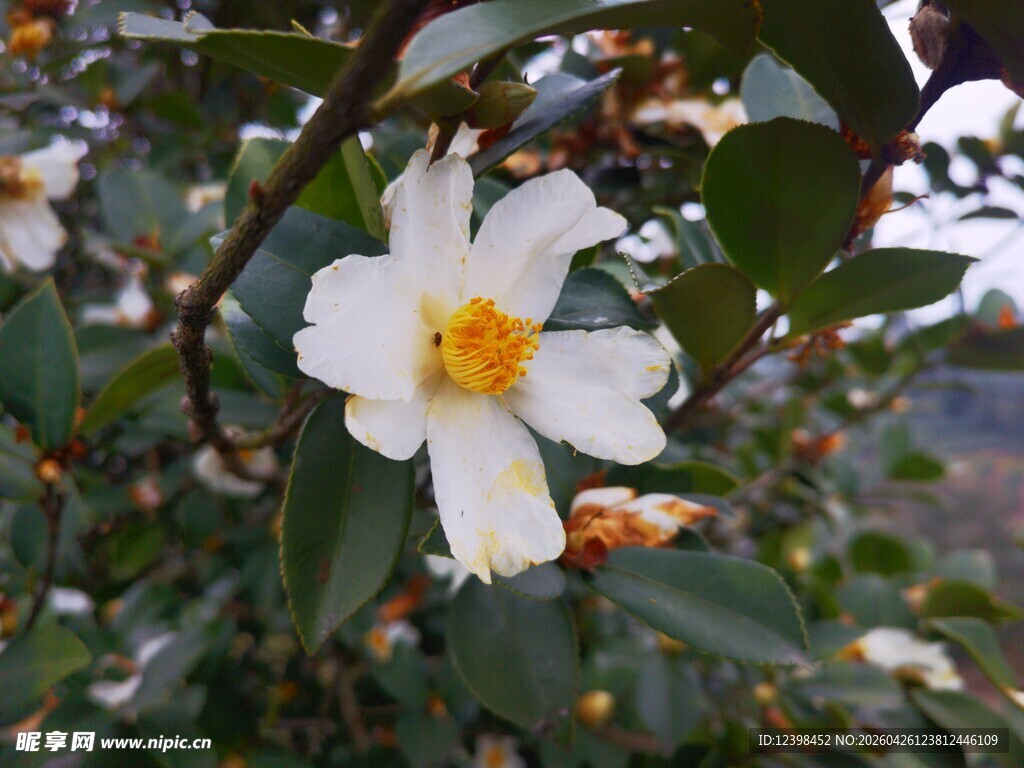 白色山茶花绽放枝头