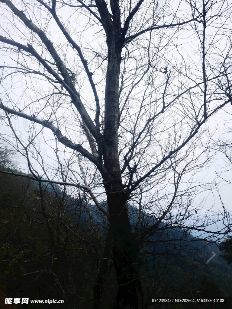 冬日枯树景象