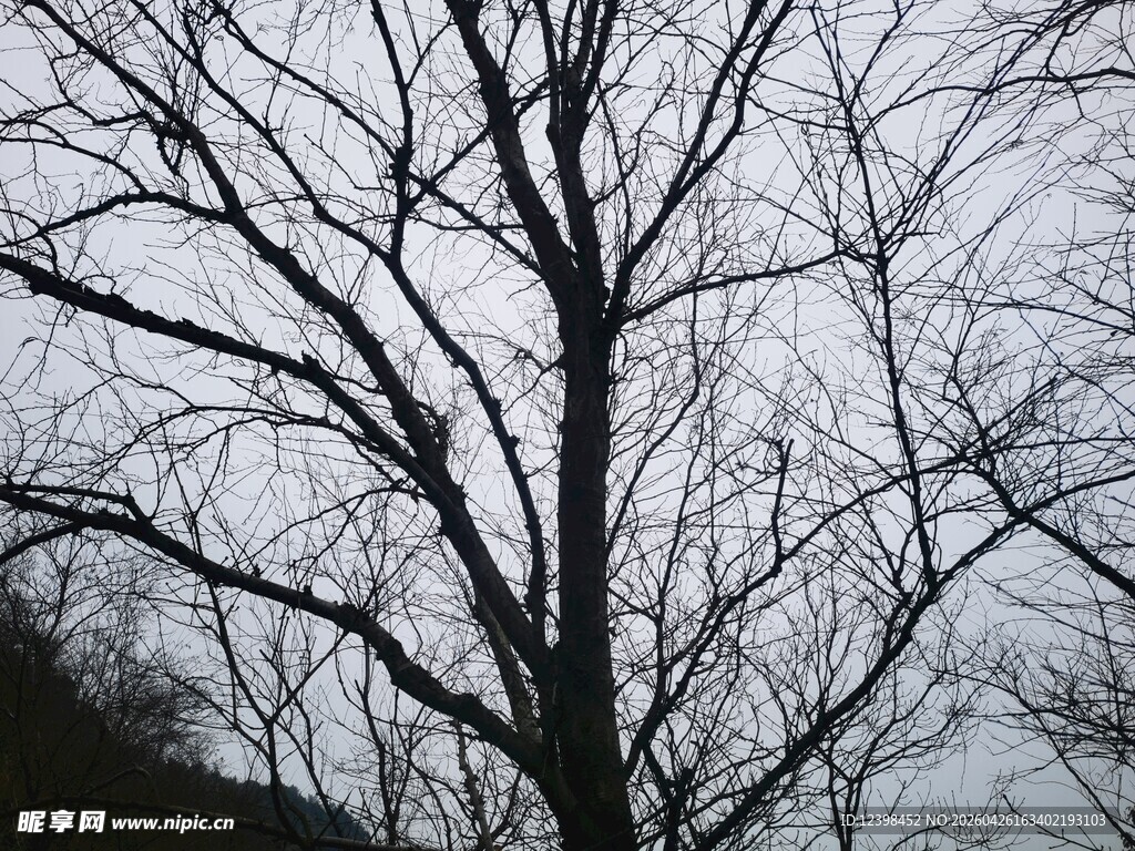 冬日枯树景象