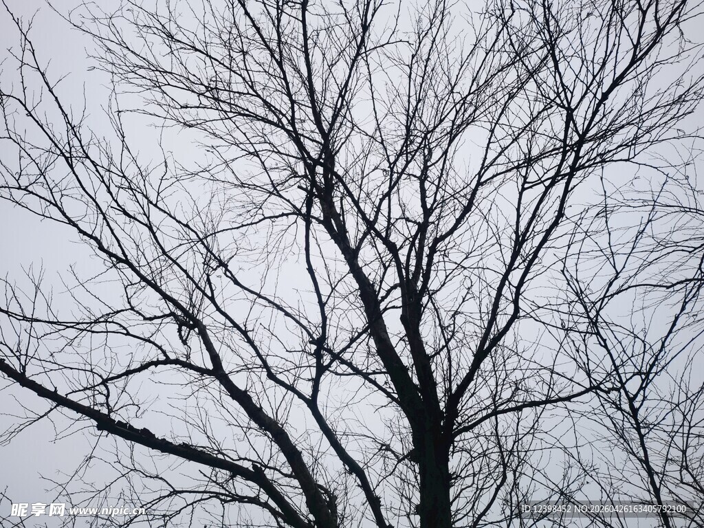 冬日枯树景象