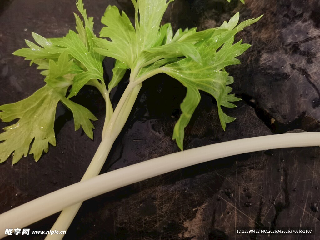 新鲜嫩绿芹菜特写