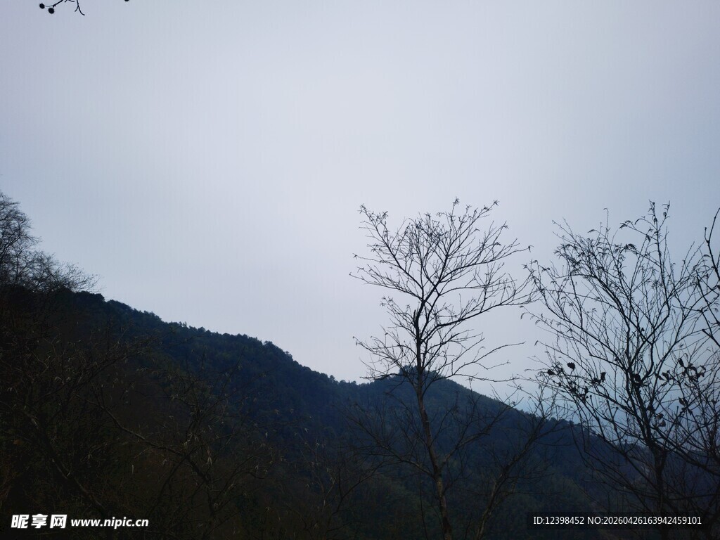 山间枯树与朦胧天色