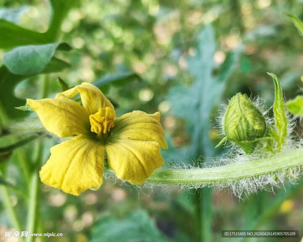 西瓜花