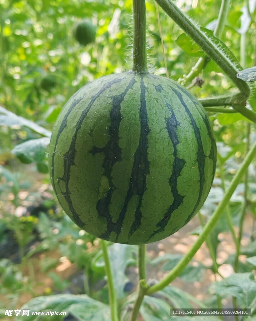 西瓜
