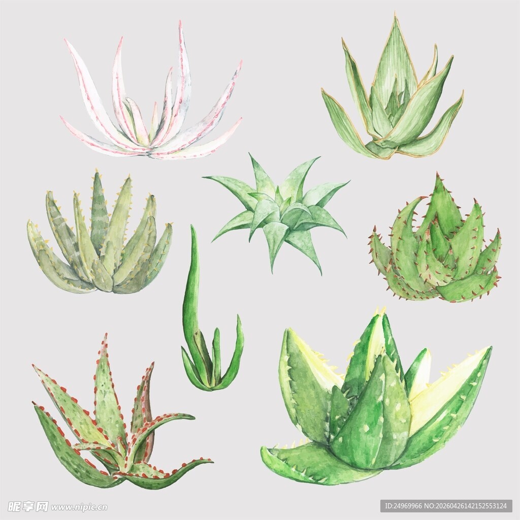 水彩风多肉植物插画