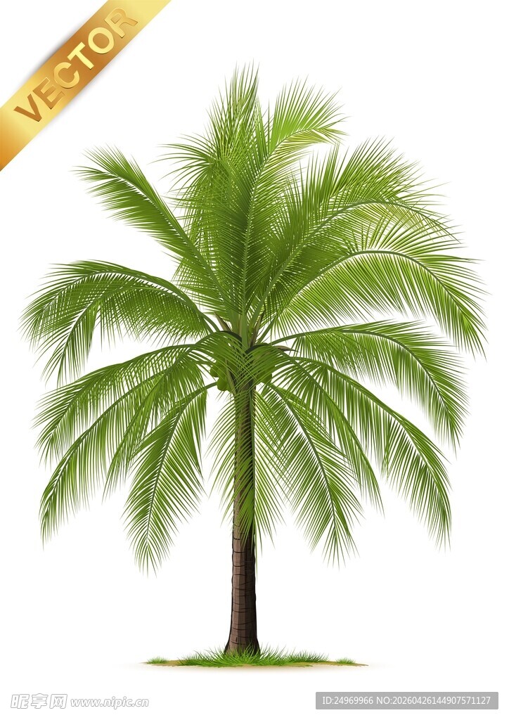 单棵椰子树