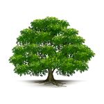 茂盛绿树