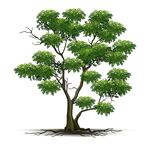 单棵绿树