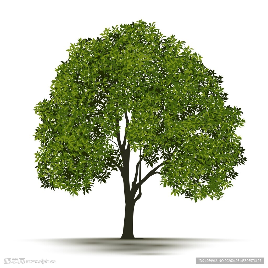 单棵翠绿树木的简洁图像