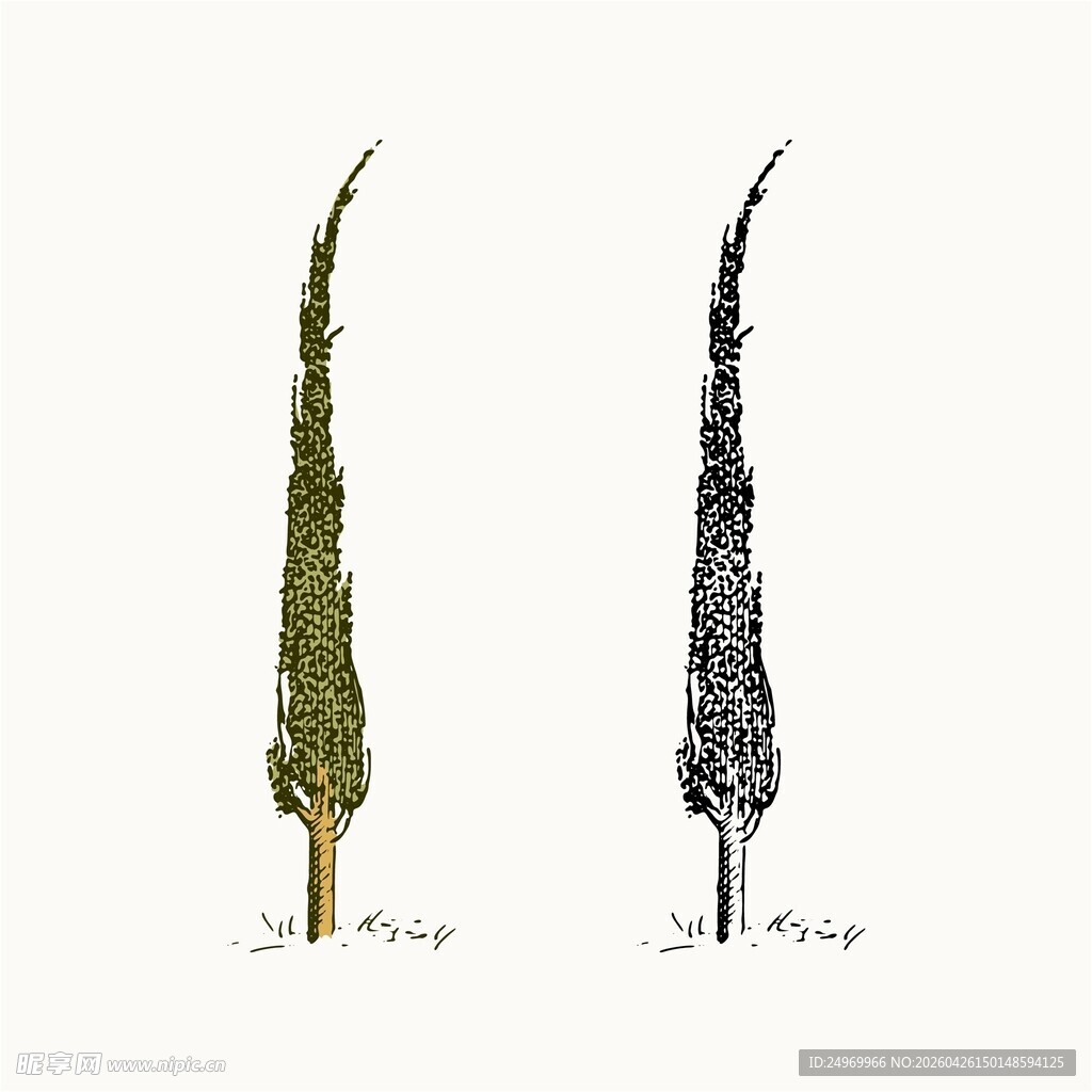 两棵形态独特的树木插画